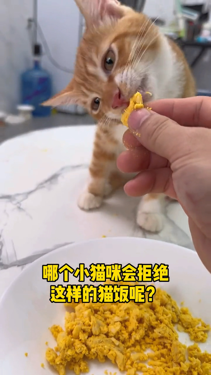 #宠物美食#10分钟都不到,教大家做一款超简单又营养的猫饭,鸡胸肉加蛋黄,猫咪很爱吃!