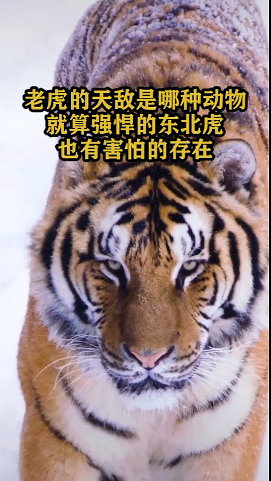 老虎的天敌是哪种动物,就算强悍的东北虎,也有害怕的存在