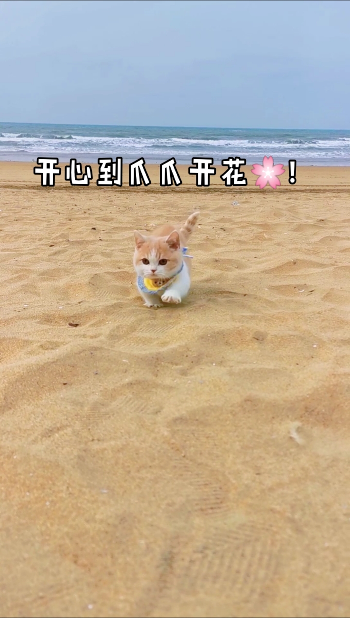 #小小爱宠萌化你#在沙滩上奔跑的小可爱,开心到爪爪开花～