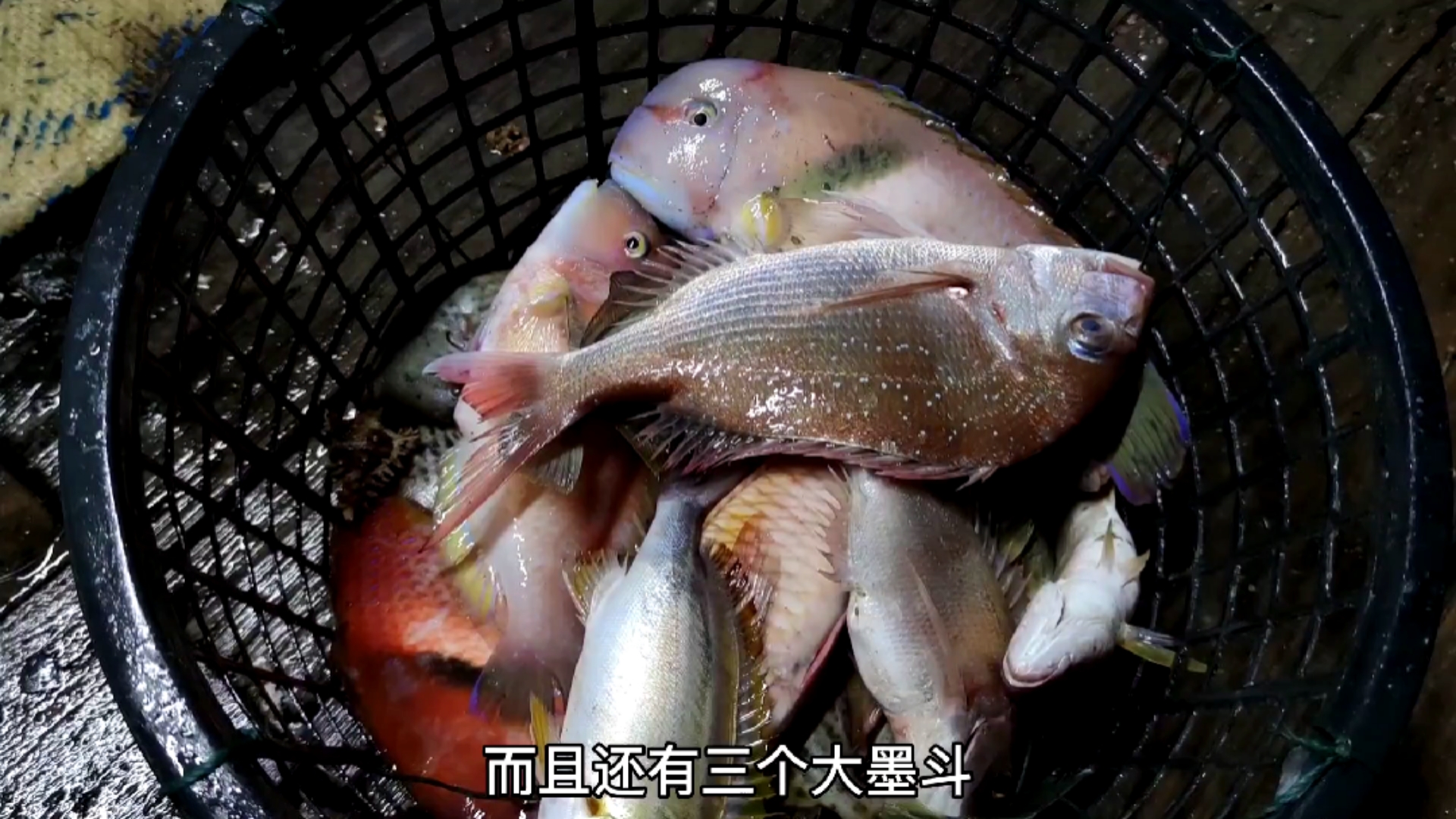 #轻知计划#渔民外海捕鱼大丰收,鱼获慢慢,墨斗都有近20斤