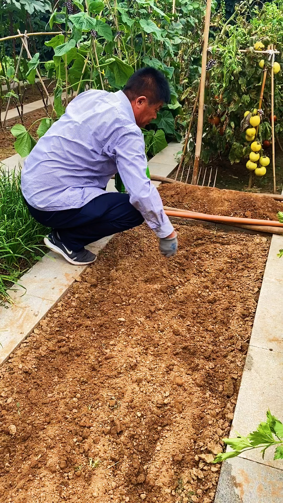 这个视频是白菜的整个生长过程,有点长,要耐心看奥