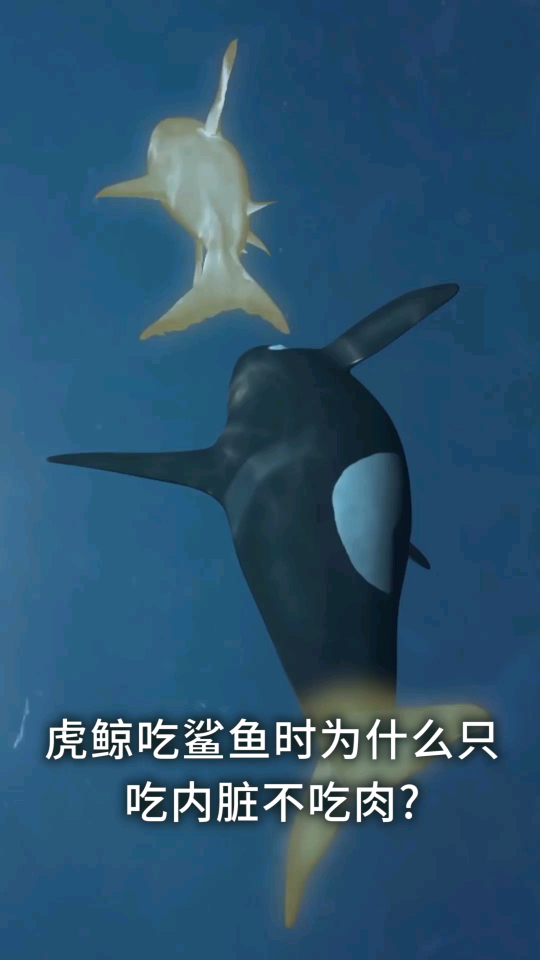 虎鲸吃鲨鱼时,为什么只吃内脏不吃肉?