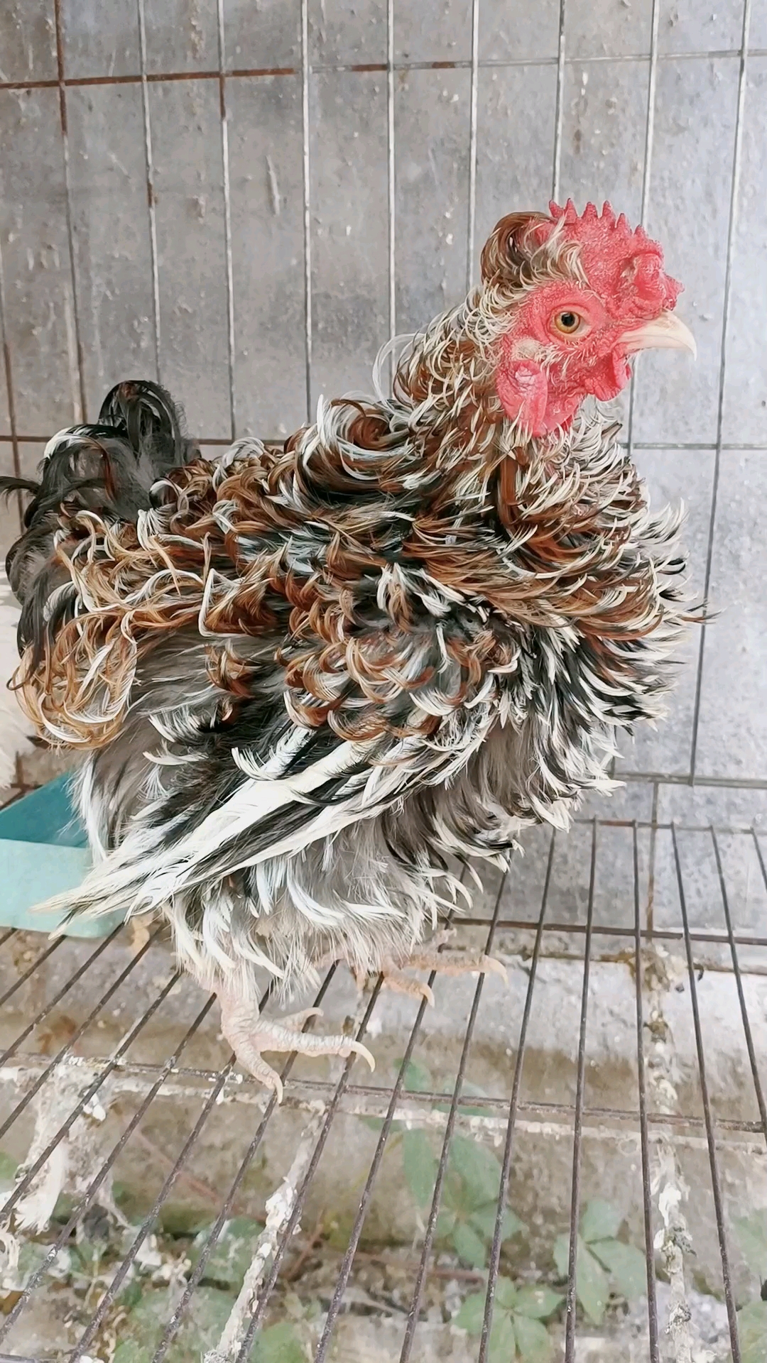 这是双冠子翻毛鸡,请朋友们欣赏,个别从没见过的朋友;请莫见怪,慢慢您就会发现美…