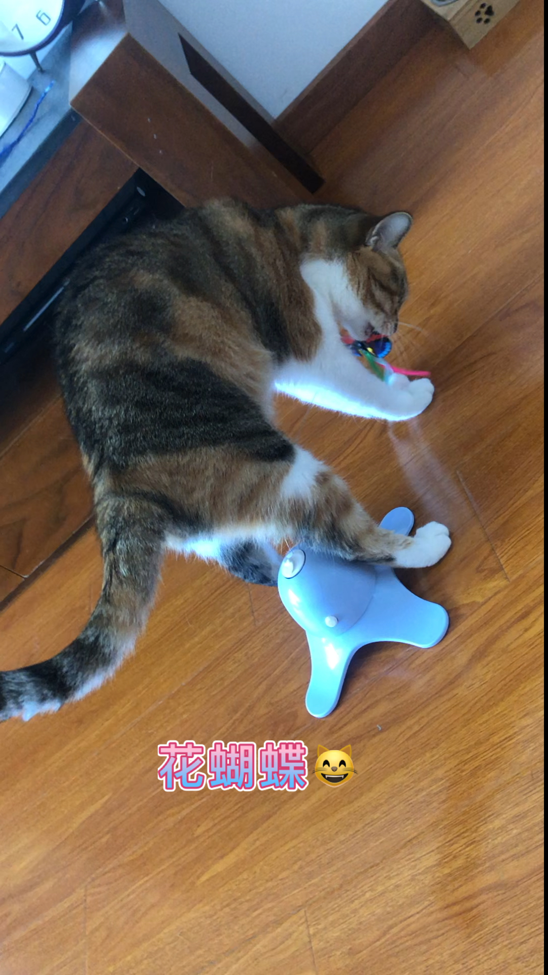 #宠物最可爱的样子#花蝴蝶真可爱
