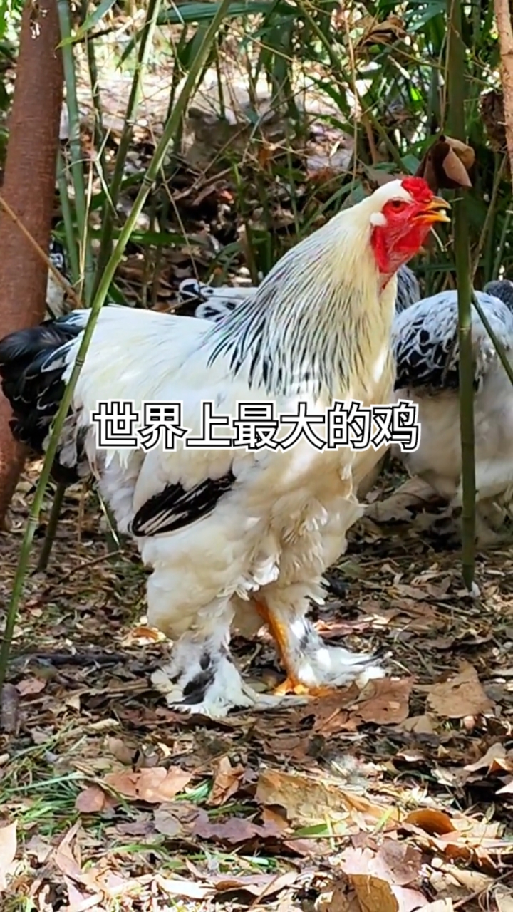 #婆罗门鸡#听说这是世界上最大的鸡,大家有知道的吗?