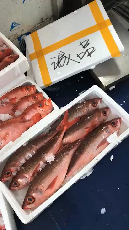 #美食记#紫鲷鱼,大眼鸡鱼,深海刺身鱼