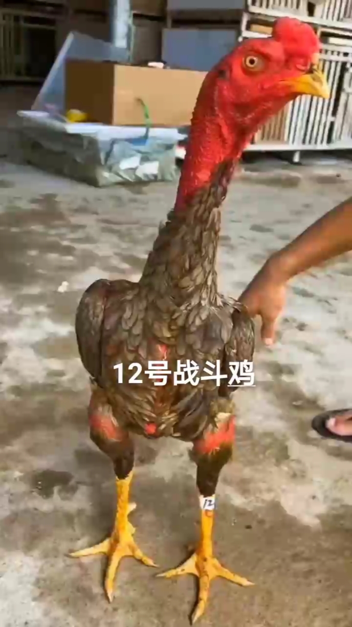 #优秀如我#越南斗鸡越南斗鸡苗纯种纯血。有喜欢的朋友记得给个关注留言。