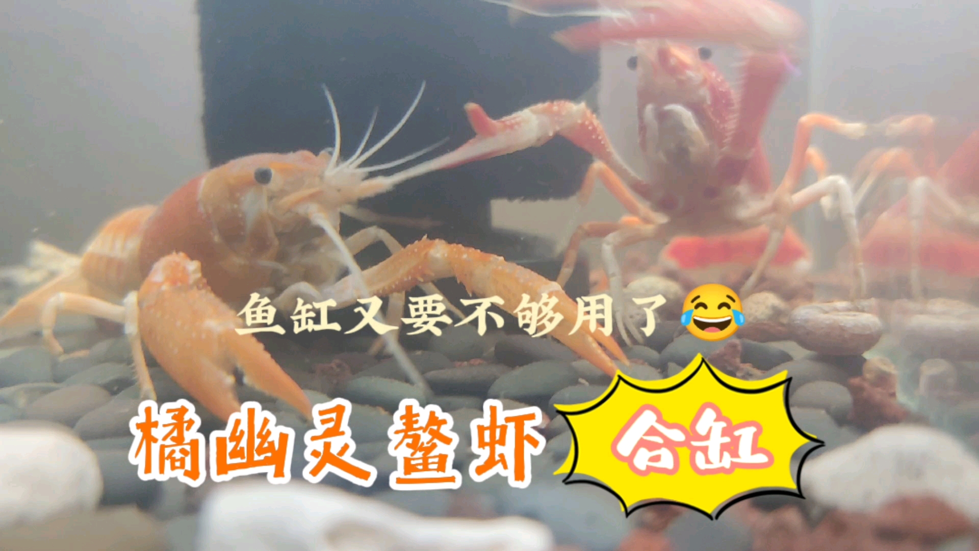 #记录生活#鳌虾如何分辨公母，时隔两个月的种虾再次合缸，还会认识对方吗
