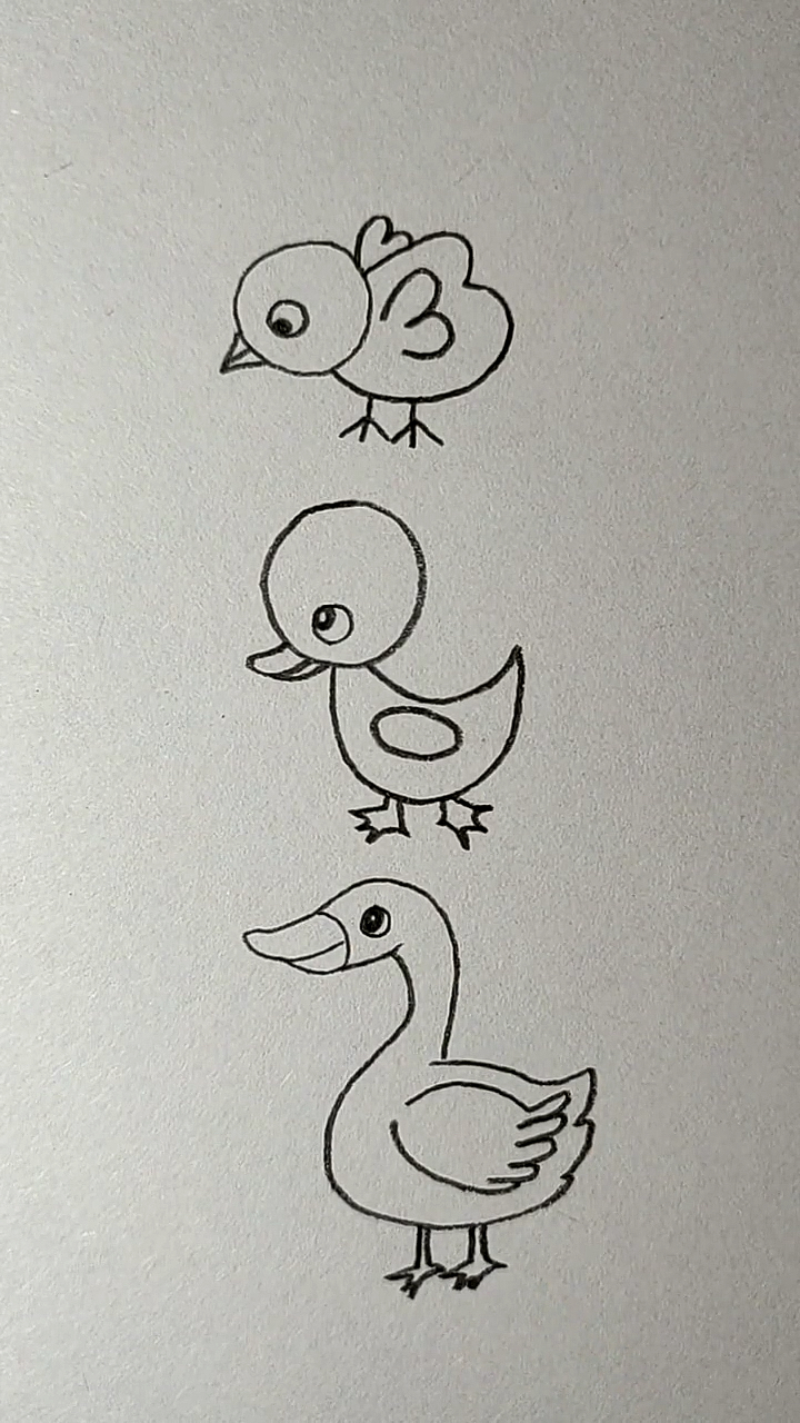 #简笔画#小鸡小鸭小鹅