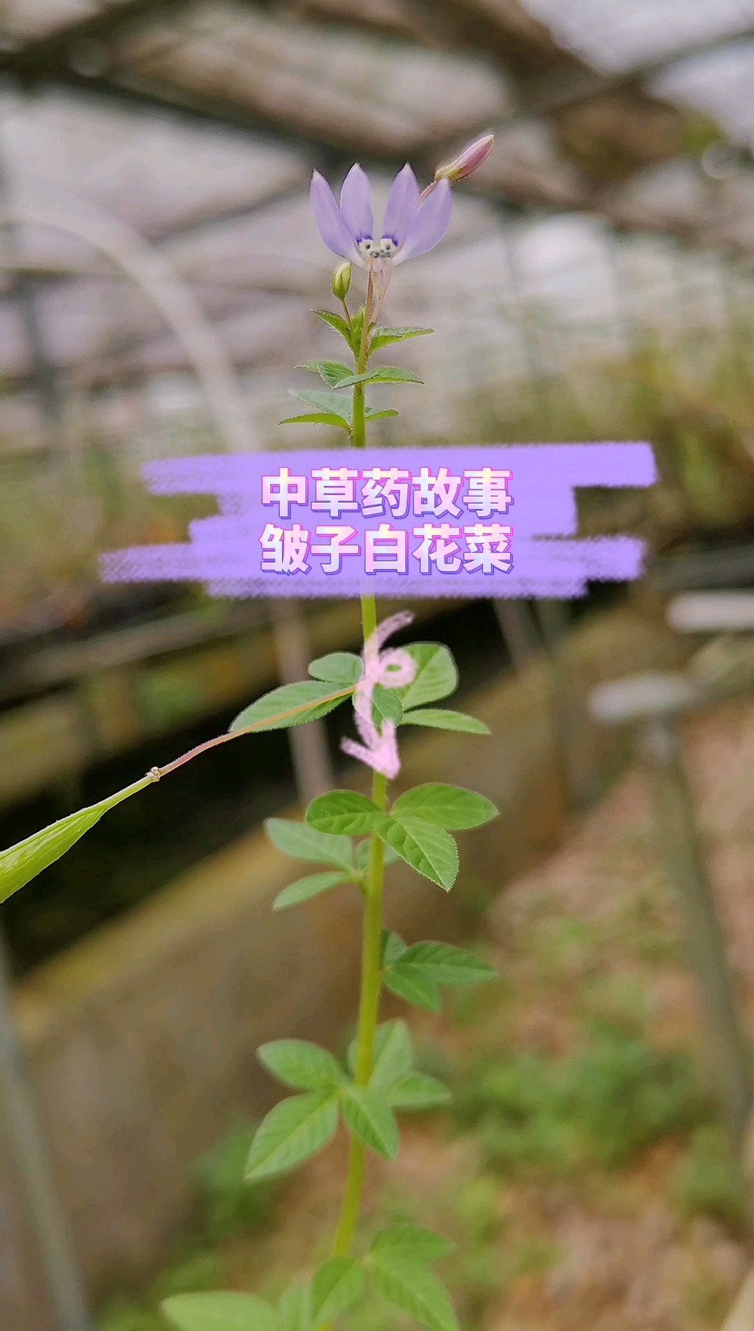 中草药故事——皱子白花菜