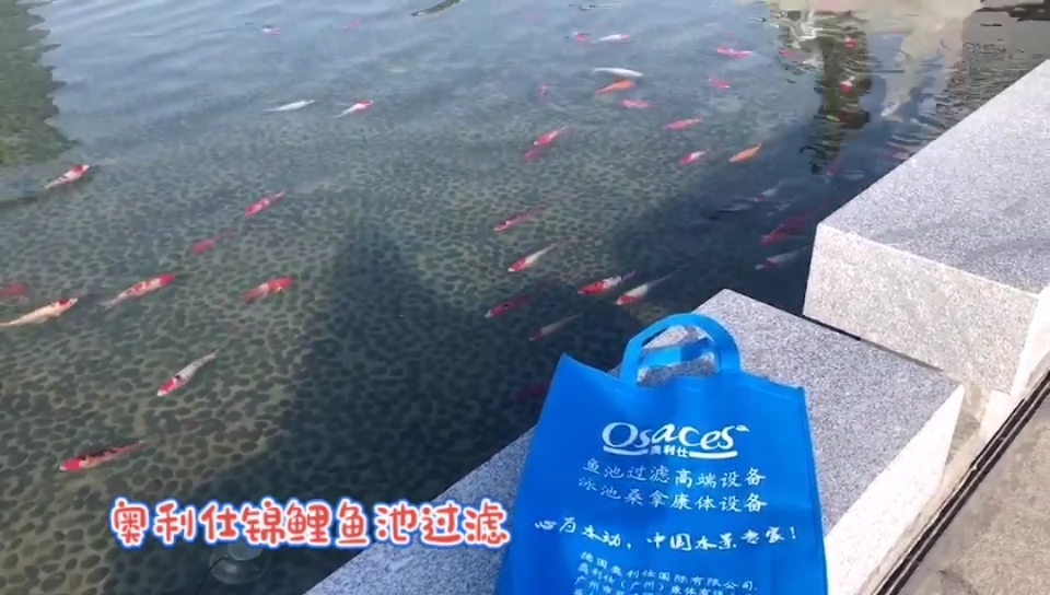 奥利仕鱼池过滤,水面清澈,如一面镜子,使用过滤器后的效果。水清鱼儿才更美。