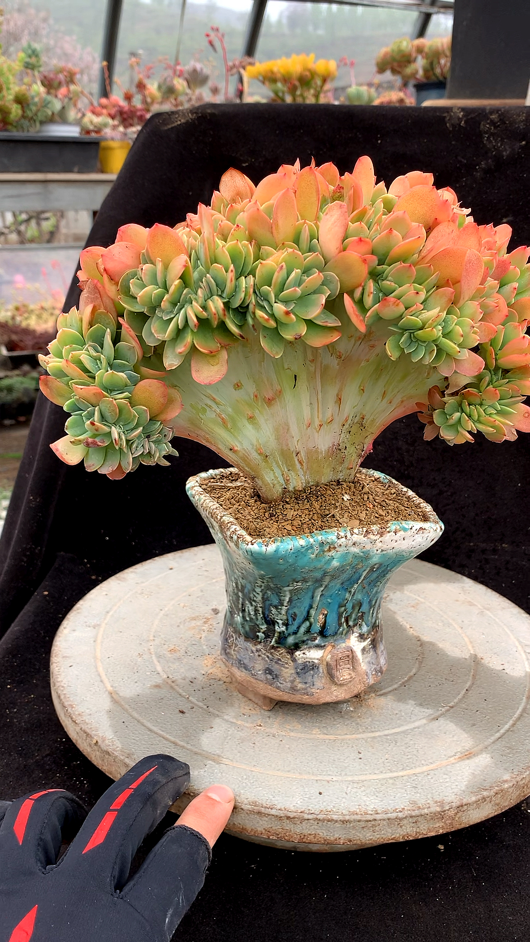 #有一种可爱叫多肉!#酸橙柠檬缀化