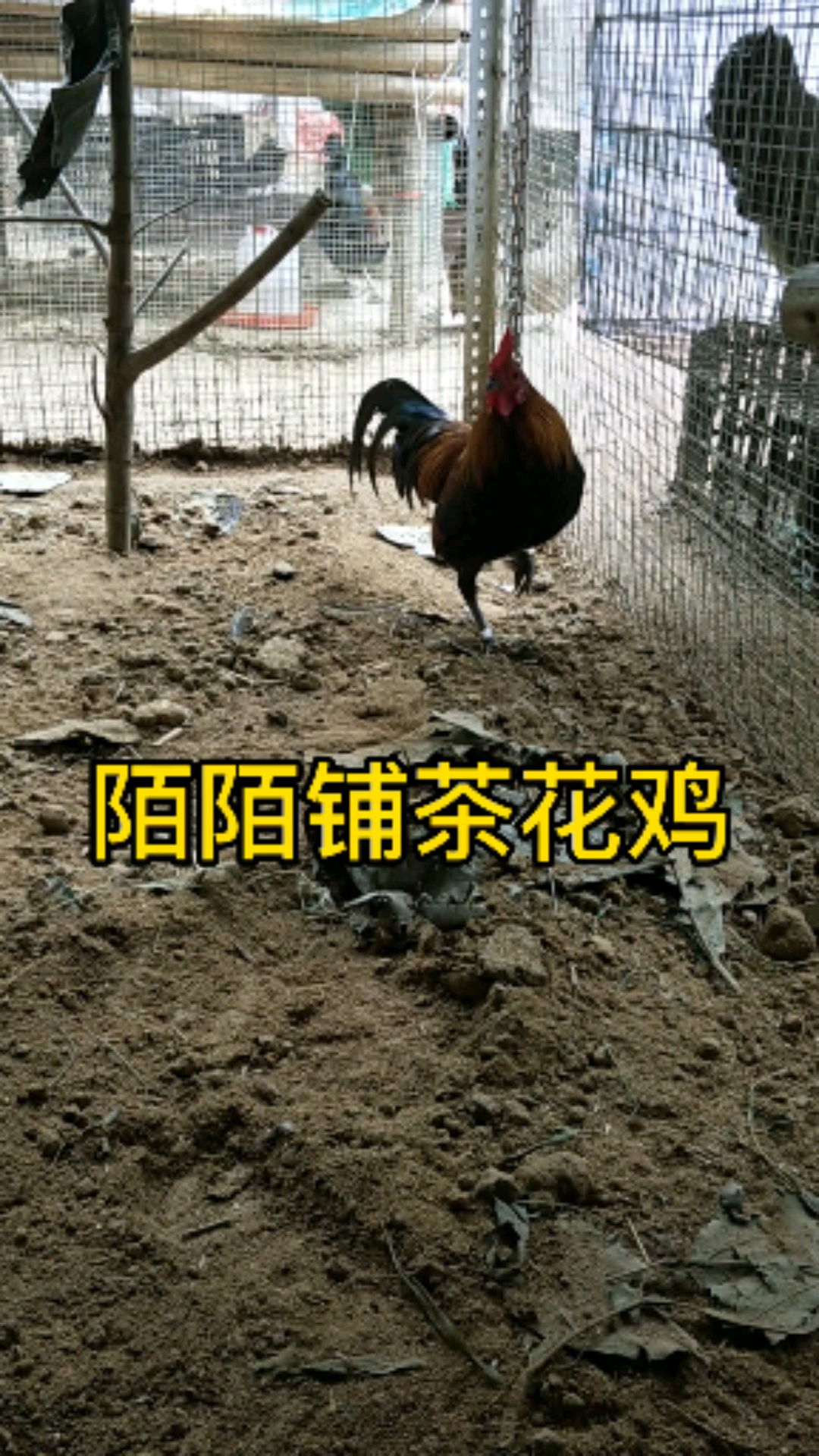 #公鸡#小嫩鸡学叫,一只好公鸡好一群,一只好母鸡只好一窝!