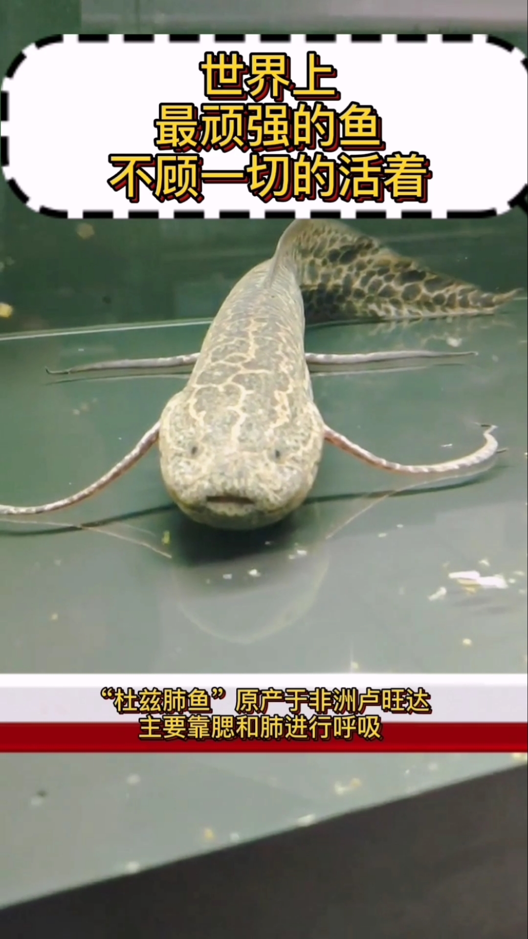 #奇闻趣事抢先看#世界上最顽强的鱼,不顾一切的活着。
