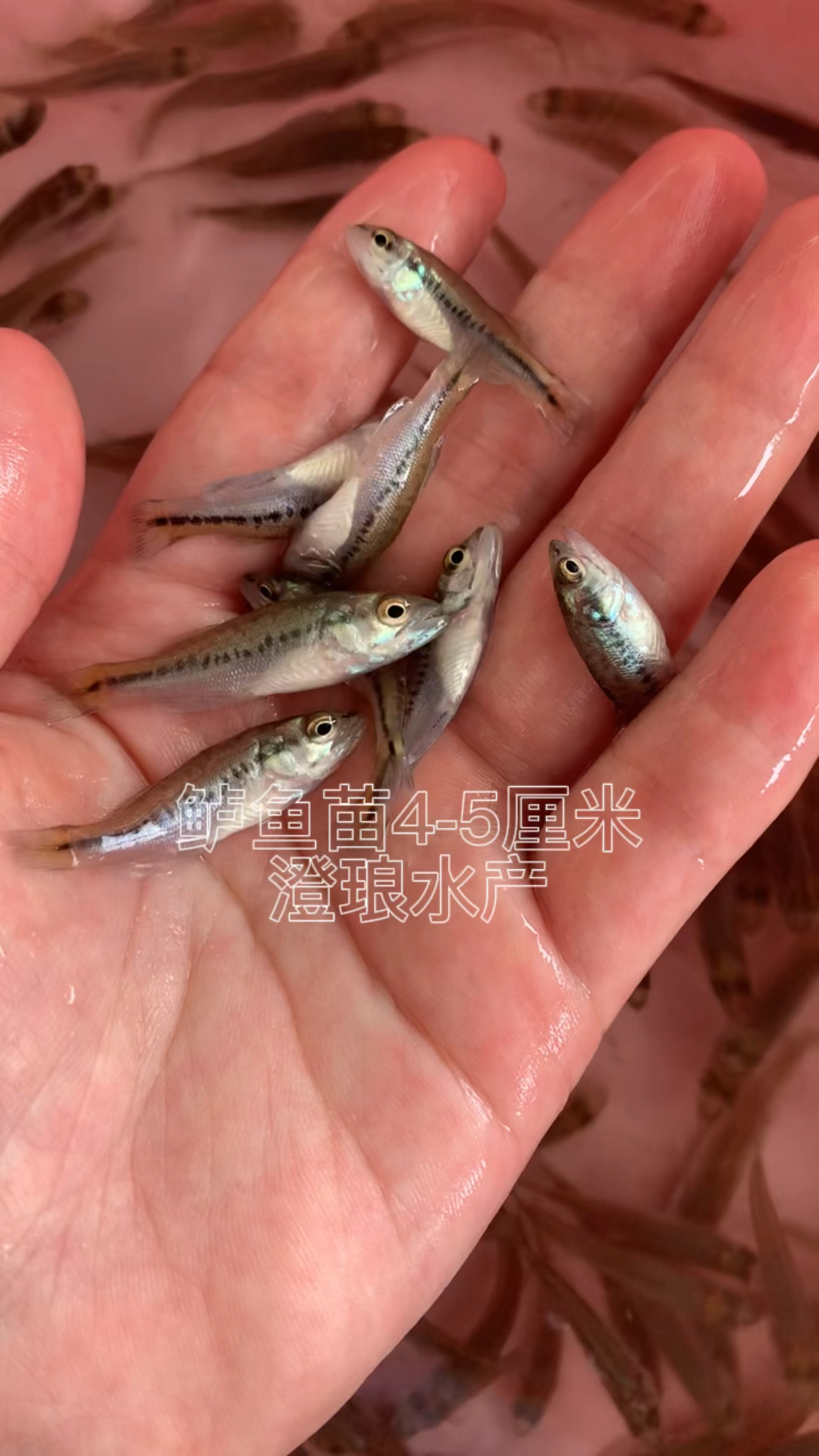 淡水鲈鱼苗养殖大加州鲈鱼苗路亚苗淡水大口黑鲈鱼苗基地直供