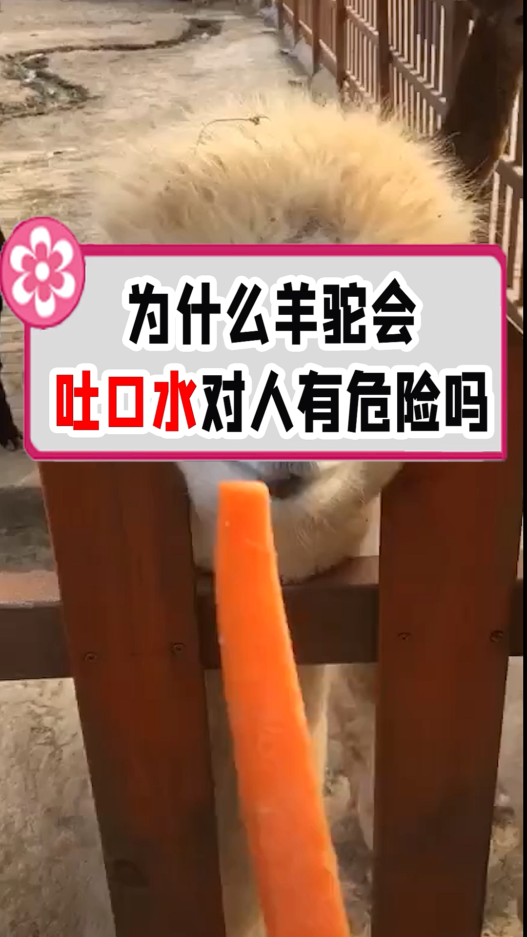为什么羊驼会对人吐口水,口水有危害吗?