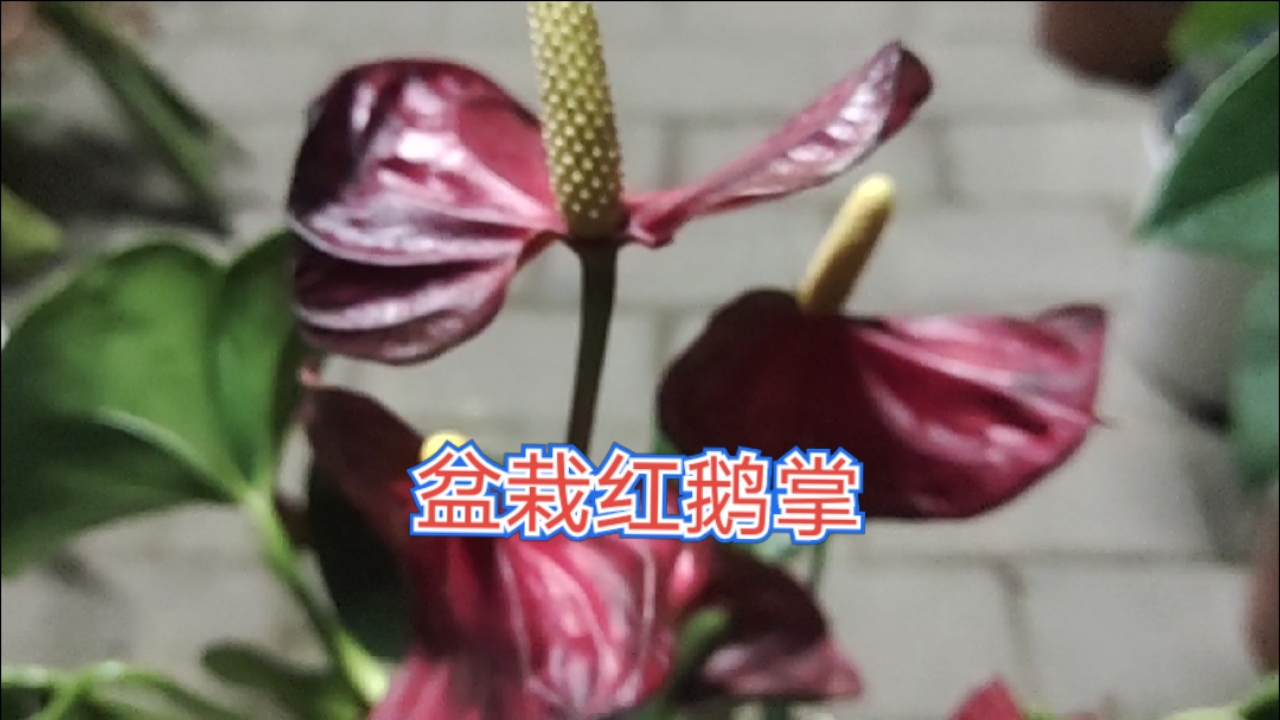 #新城市新生活#栽红鹅掌不是所有人都能栽活的,大师让我不外传的方法偷偷告诉你