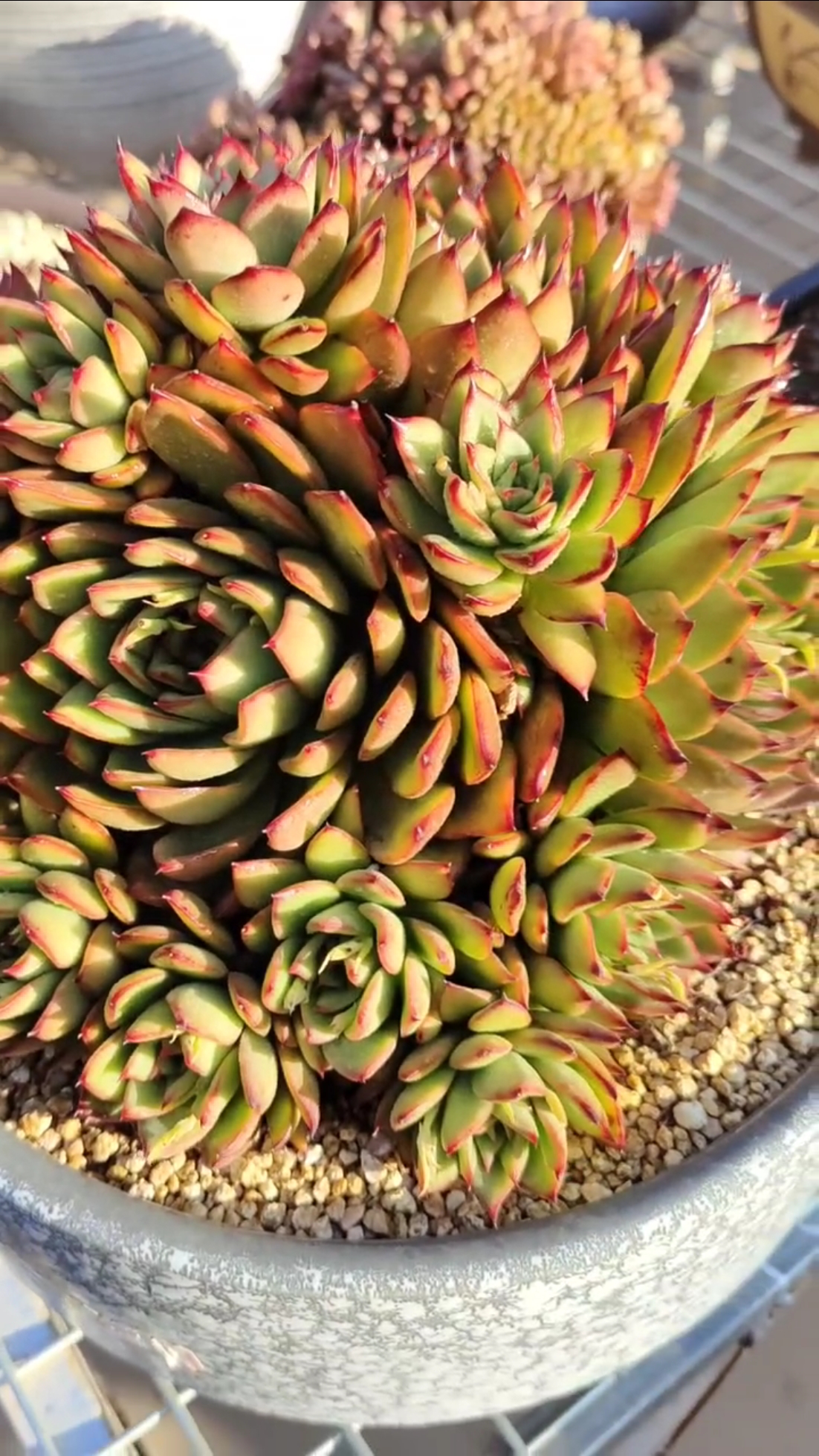 #有一种可爱叫多肉!#吉赛尔控养变成了更加美丽的短叶,就坐等它变红了!