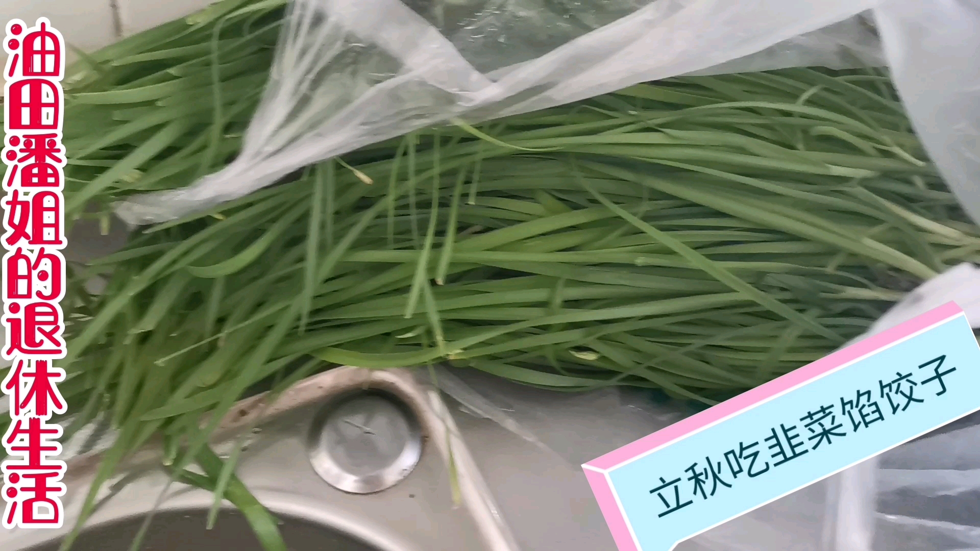 黄瓜韭菜两头鲜,闺蜜在农村园子里给割的韭菜,立秋包饺子吃