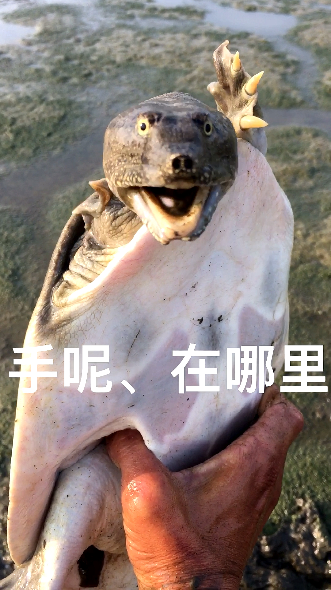 就是简简单单的抓甲鱼视频,虽然辛苦但也乐在其中