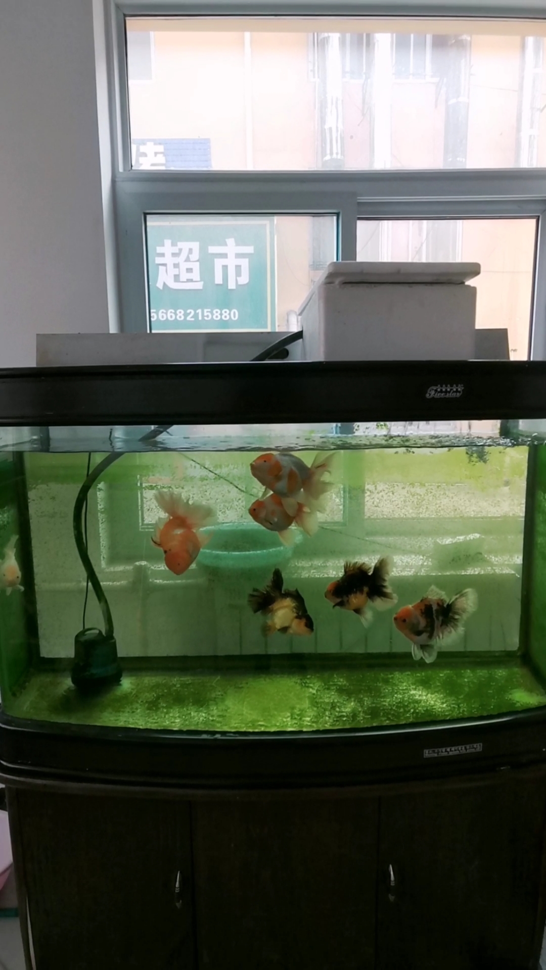 #金鱼#包金肠炎己恢复,小毛病不建议用药,停食即可。状态起飞