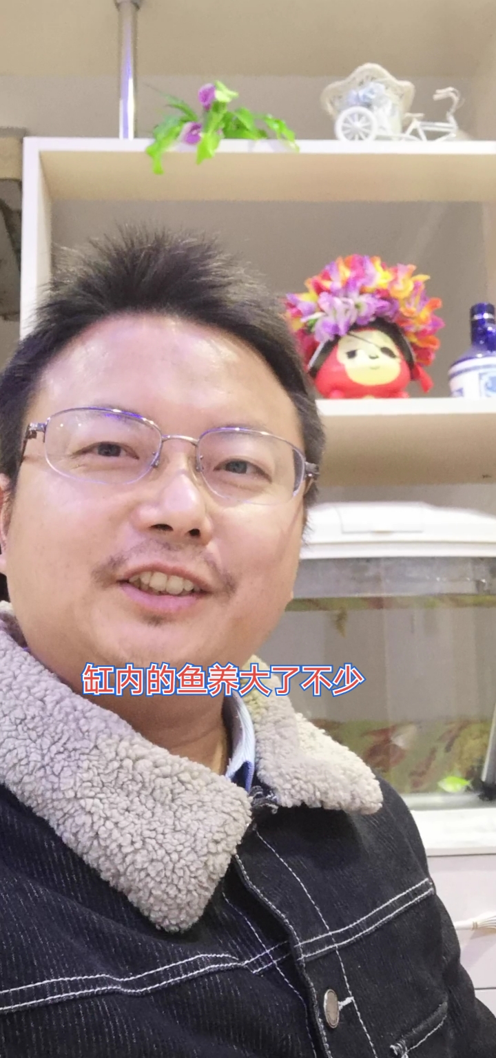 养观赏鱼三十二天了,鱼缸内的鱼大了一圈,特别是荧光绿天使,大家认为呢?