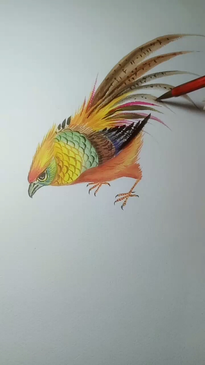 锦鸡画法教程