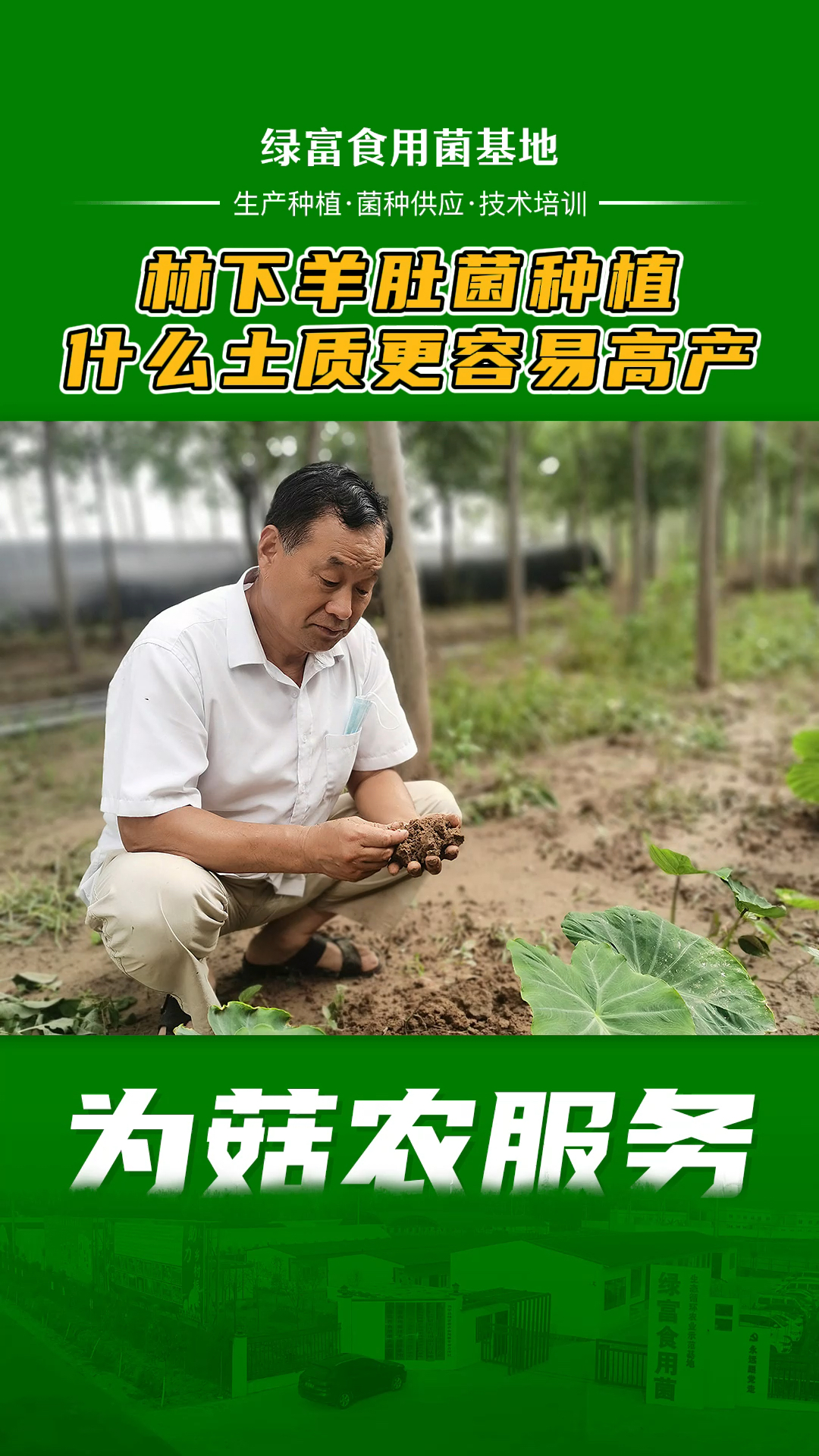#羊肚菌种植#羊肚菌种植土壤要求,种植羊肚菌对土质的要求,什么土壤适合种羊肚菌最适合生长的