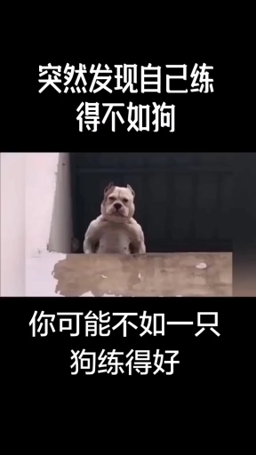 一身腱子肉……的肌肉狗