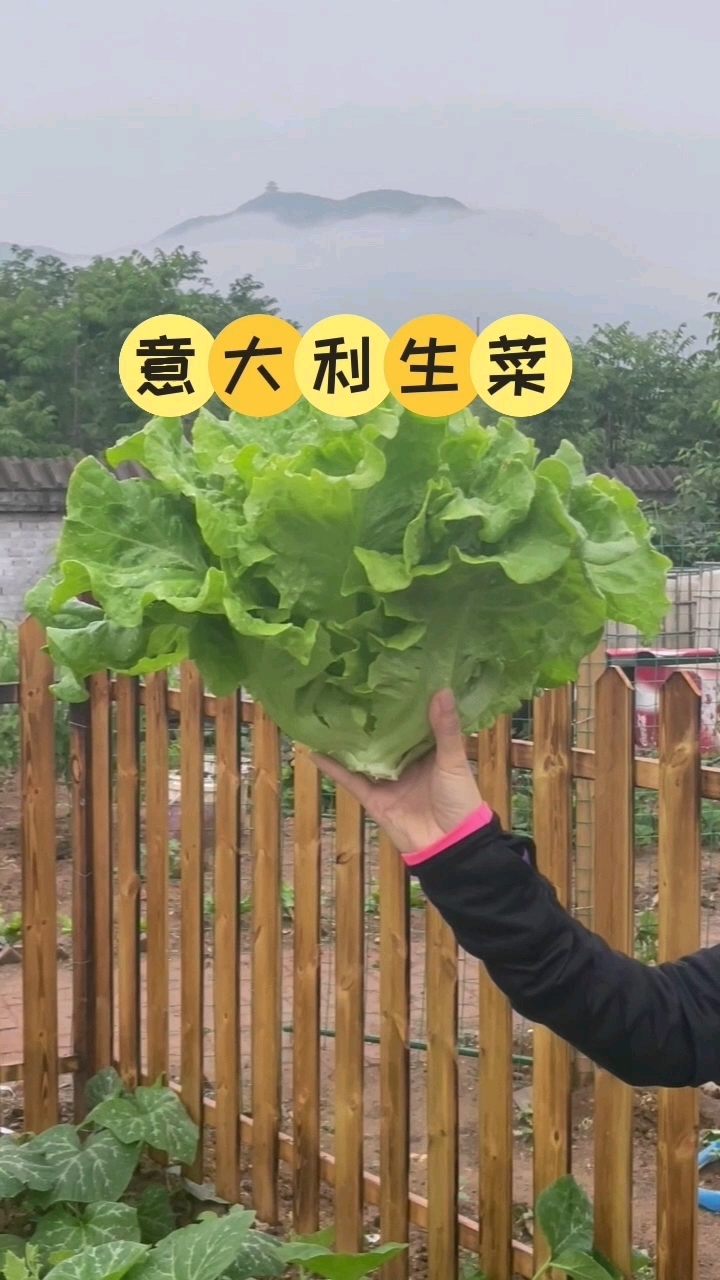 好吃的生菜还得是这个意大利生菜,现在可以种了哦