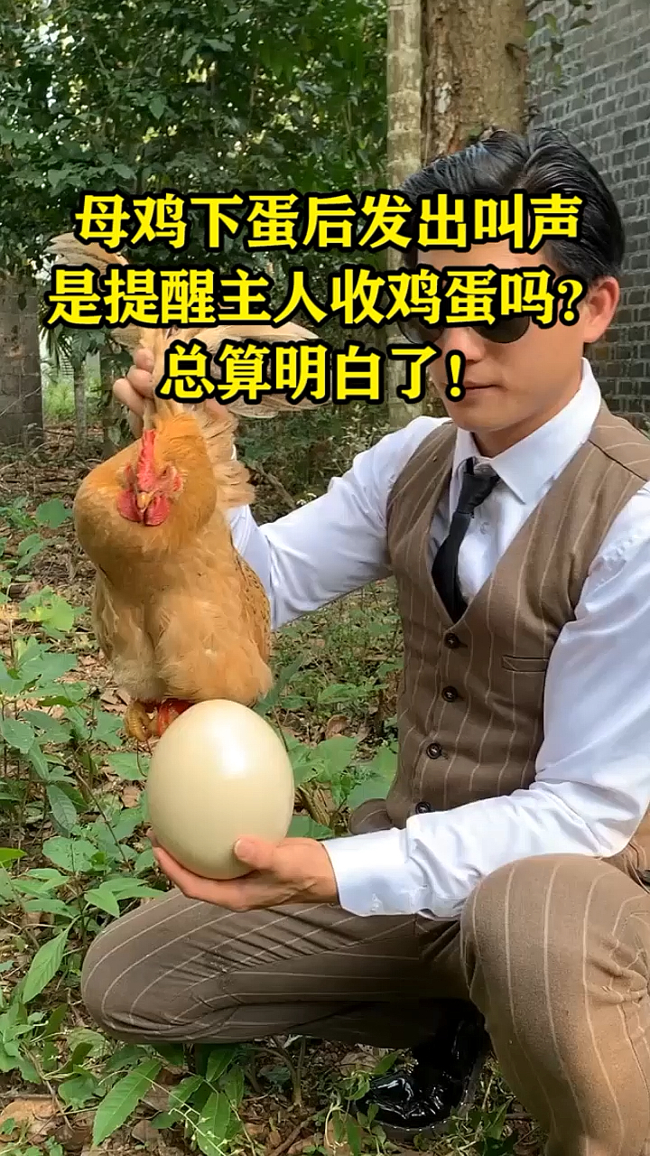 母鸡下蛋后发出叫声,是提醒主人收鸡蛋吗?总算明白了!