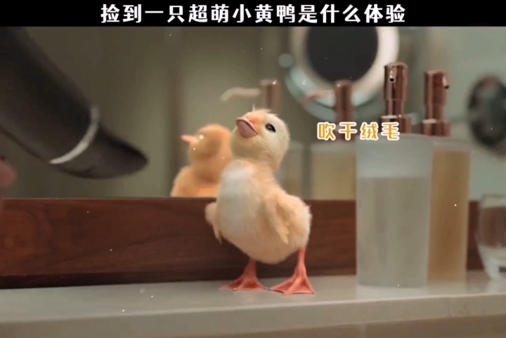 捡到这样一只萌萌的小鸭子是什么体验