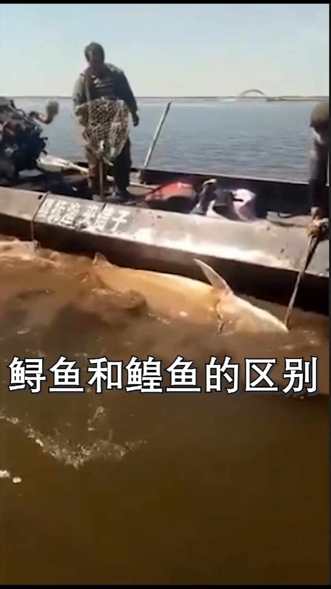 鲟鱼和鳇鱼还傻傻分不清楚?看完这个视频就知道了