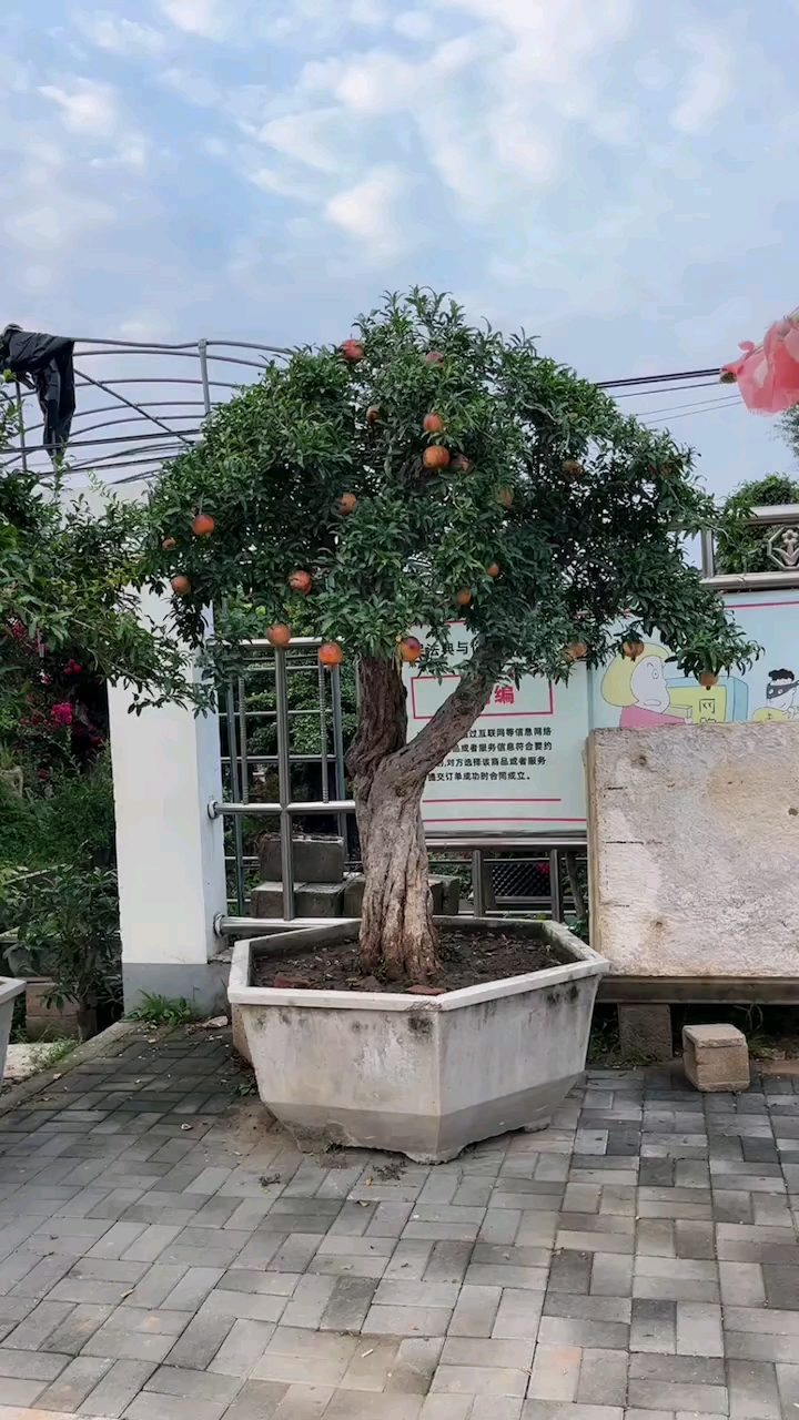 多子多福，种植石榴寓意您知道吗？庭院东边一定要种颗石榴！