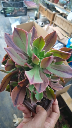 #云南多肉种植基地#多肉植物众赞曲