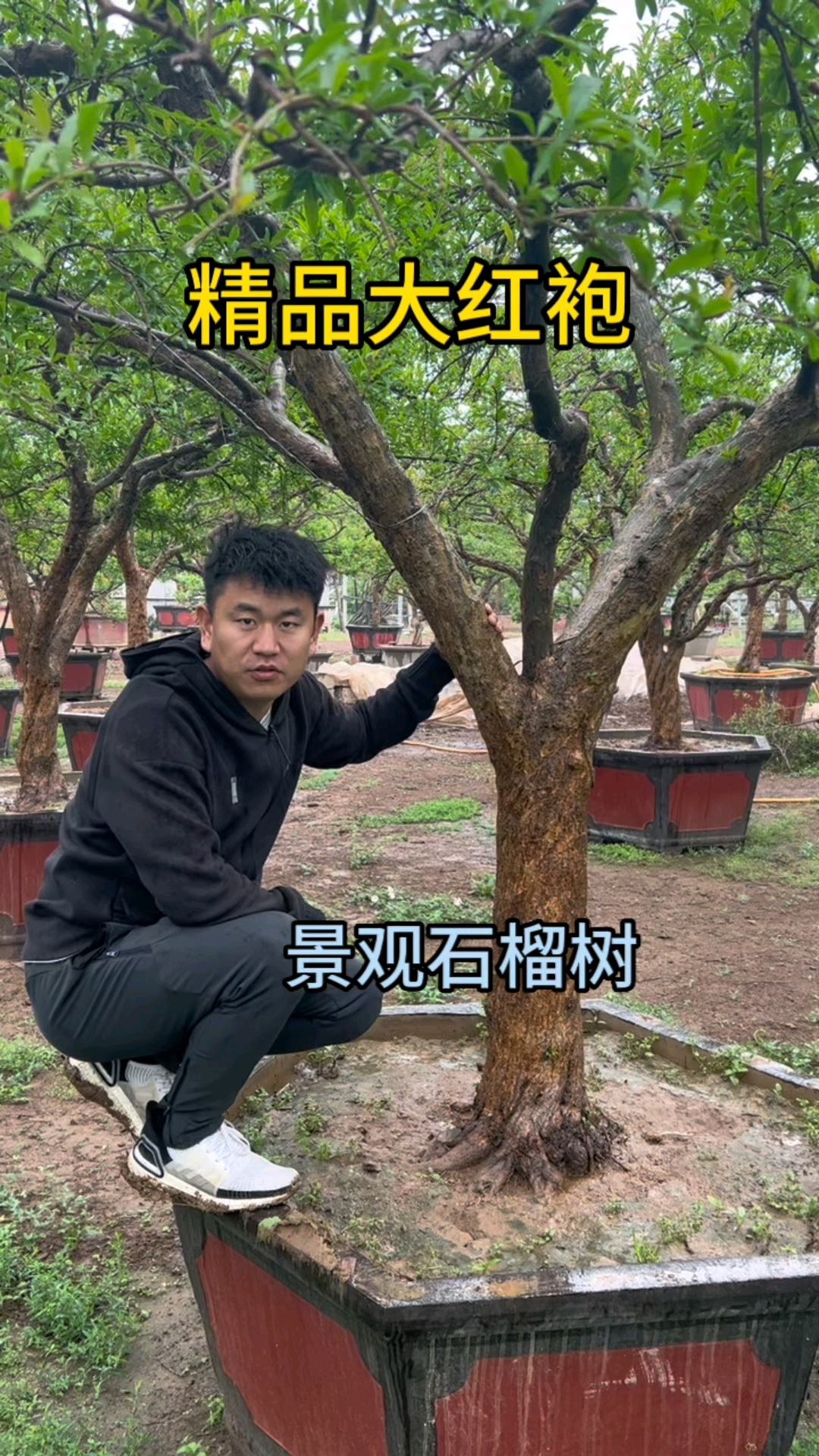 精品大红袍盆栽石榴树