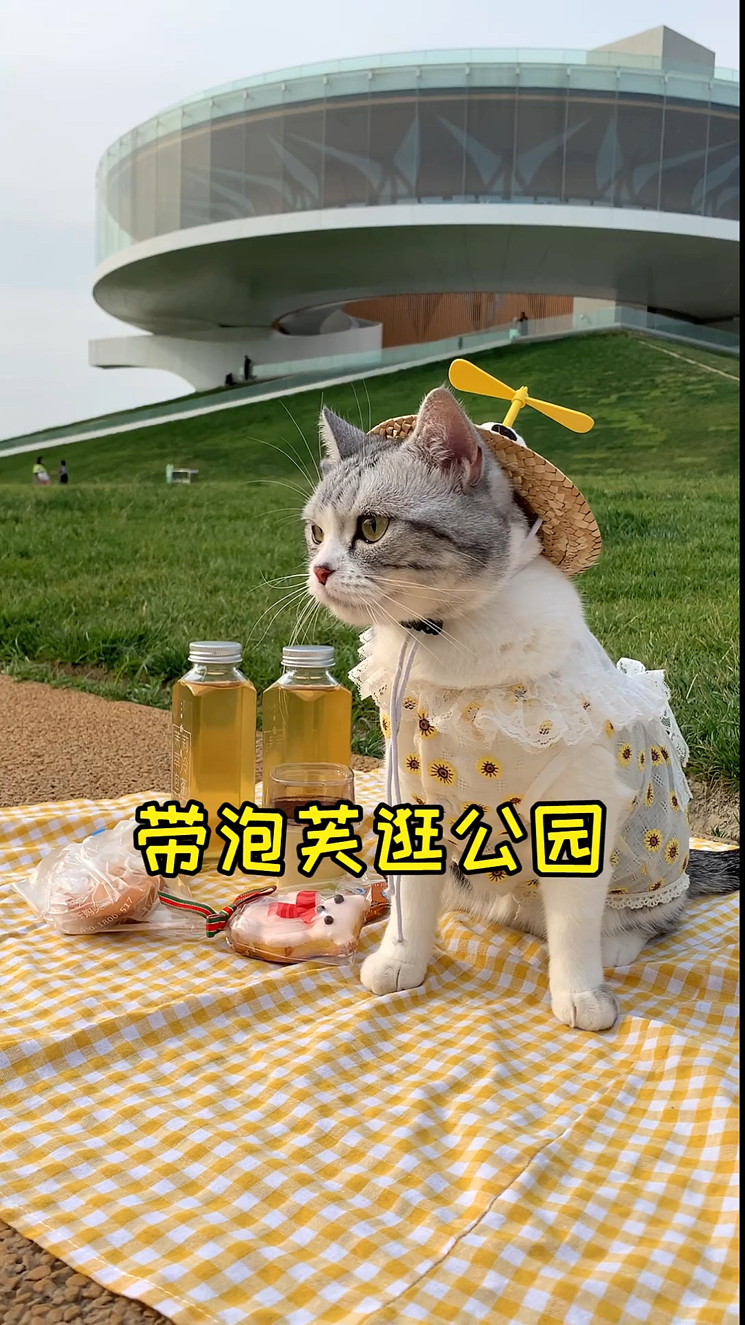 #家有猫咪#天气不错，带泡芙逛了逛公园，有没有偶遇的小伙伴～嘻嘻