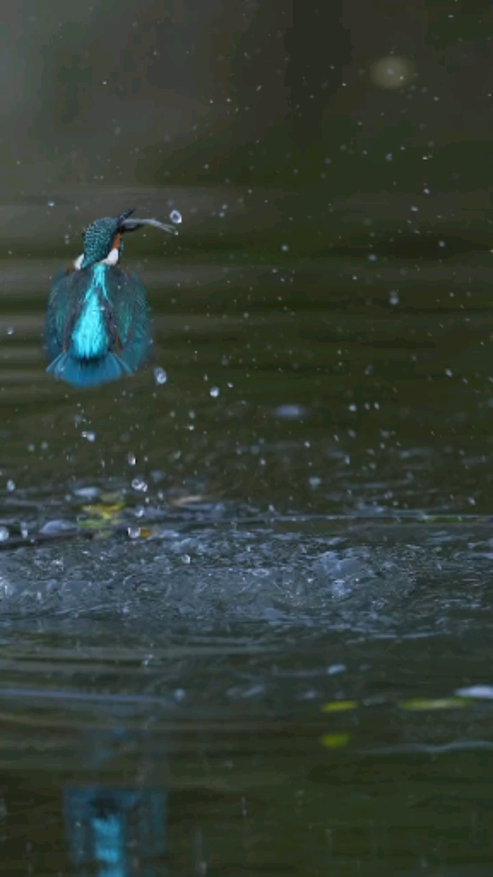 这种鸟我家乡叫做钓鱼郎