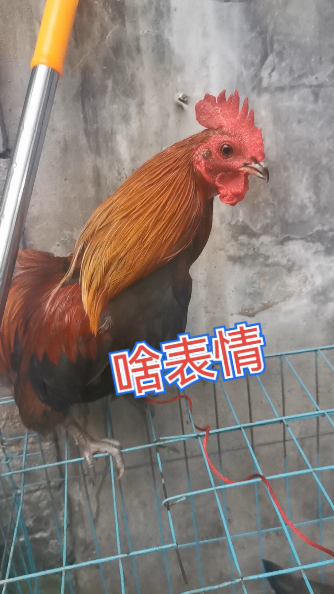 给大公鸡找了一个伴,瞬间变表情包