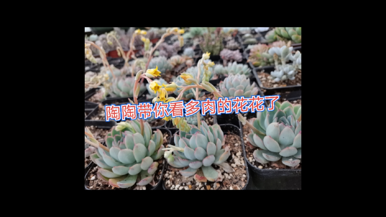 陶陶带你一起看多肉的花花。你觉得像什么呢?