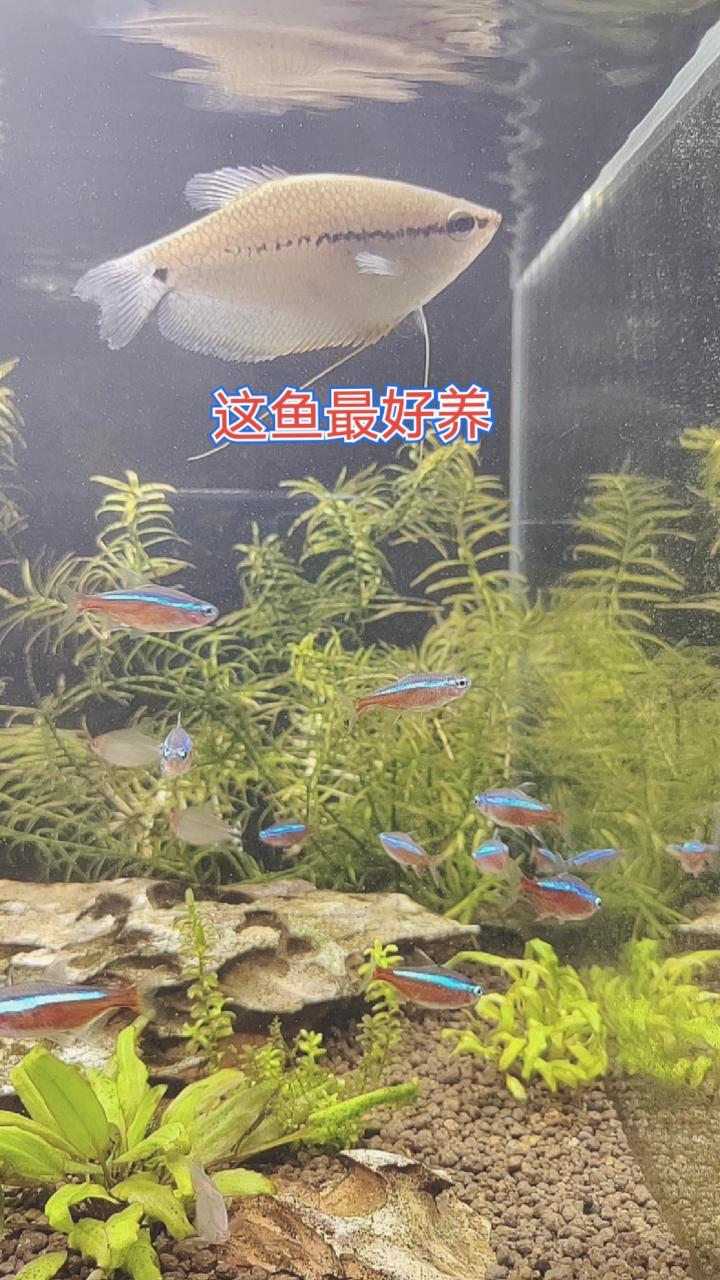 珍珠马甲鱼是热带鱼中最好养的鱼,没有之一。