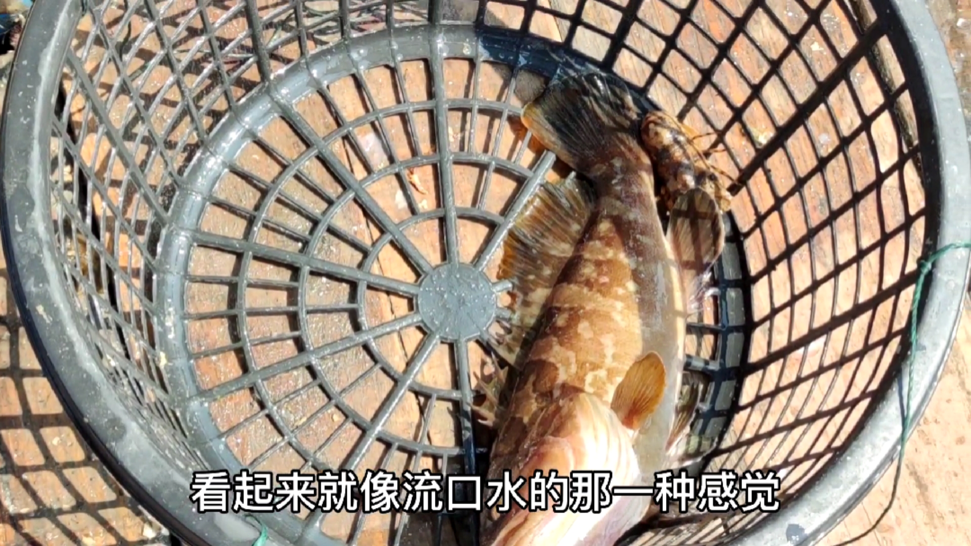 #南澳岛#彪哥捕获值钱的大红斑,这种石斑一斤要600元,但是可惜这条鱼了(三)