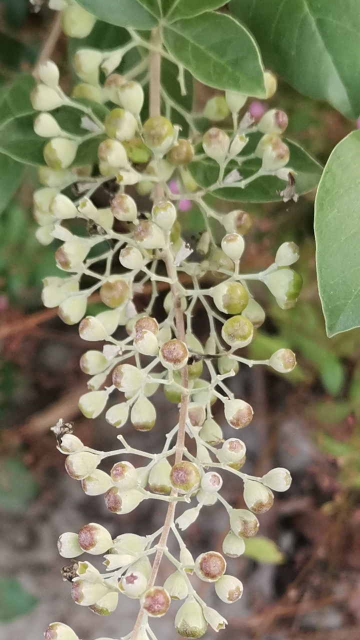 #认识植物#去年冬天扦插的蔓荆,今年开了花结了果