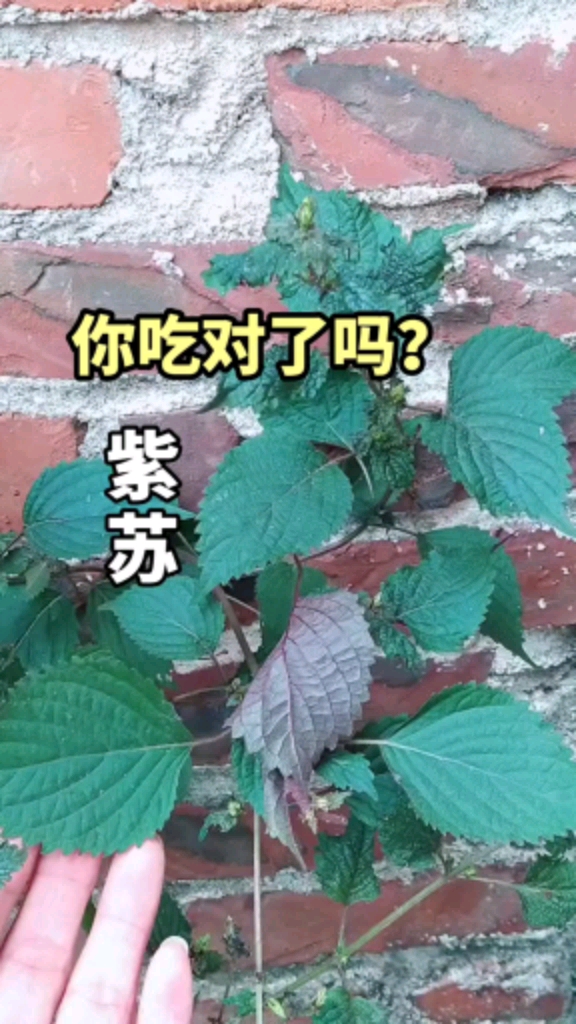 植物紫苏,紫苏叶的三种吃法,你吃正确了吗?