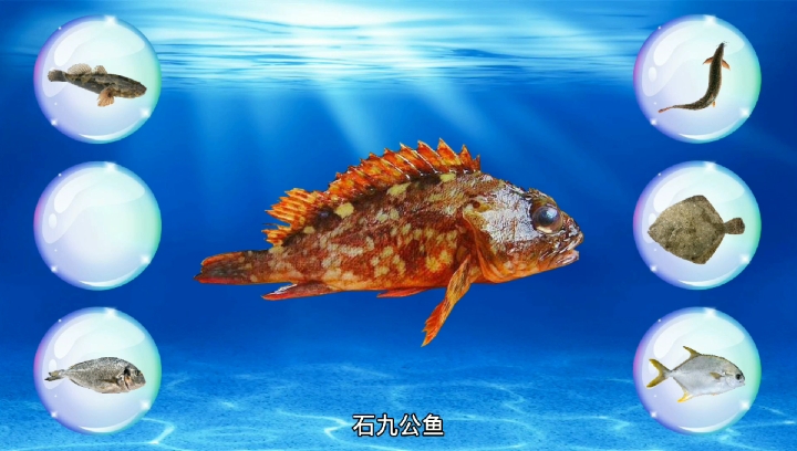 #海洋生物知识#认识石九公鱼,鲳鱼等海洋生物