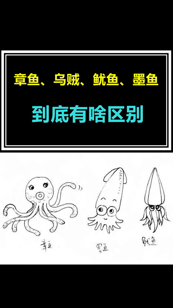 #破壳计划#章鱼乌贼鱿鱼墨鱼到底有什么区别