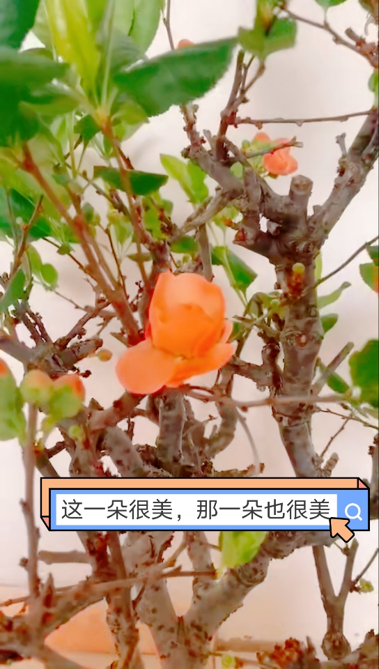 ##描写春天的优美句子##