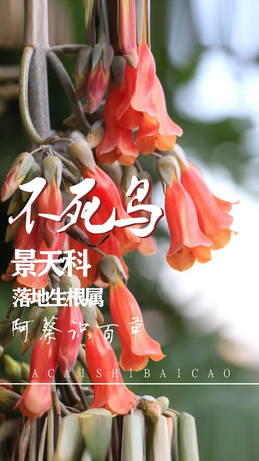 #花草种植#生命超顽强的不死鸟,你认识这个植物吗?#多肉植物#春暖花开