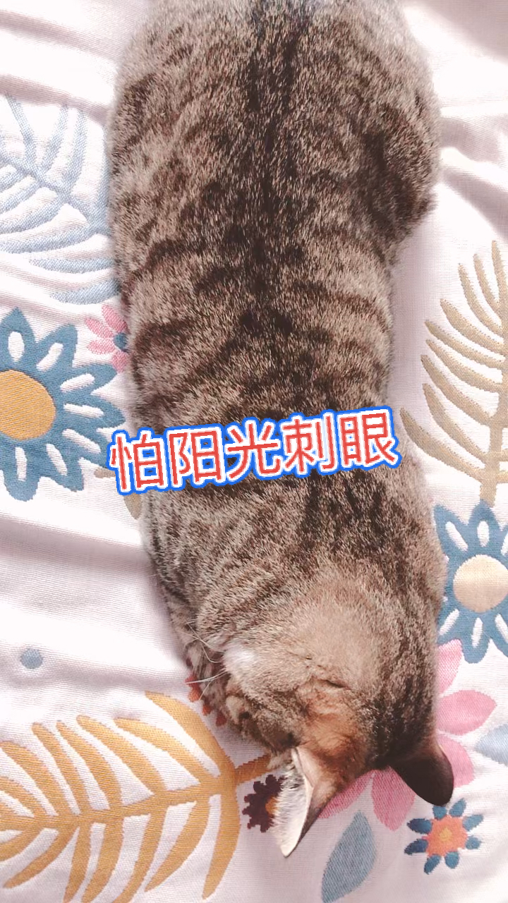 #猫咪日记#小手手捂着眼睛睡觉觉