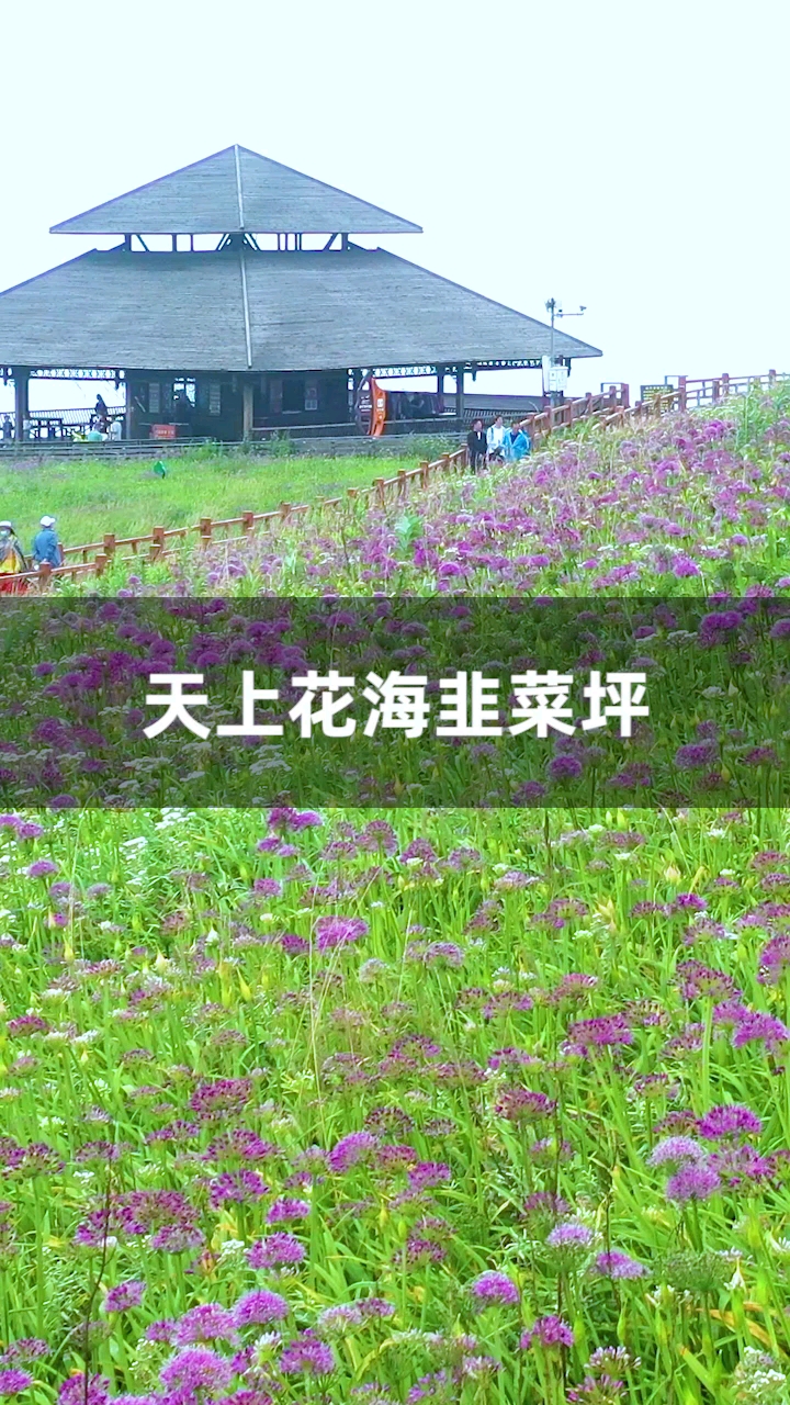 #旅游进行时#贵州三大花海之一，阿西里西韭菜花开正当时，世界上最大面积的野韭菜花海，片尾有